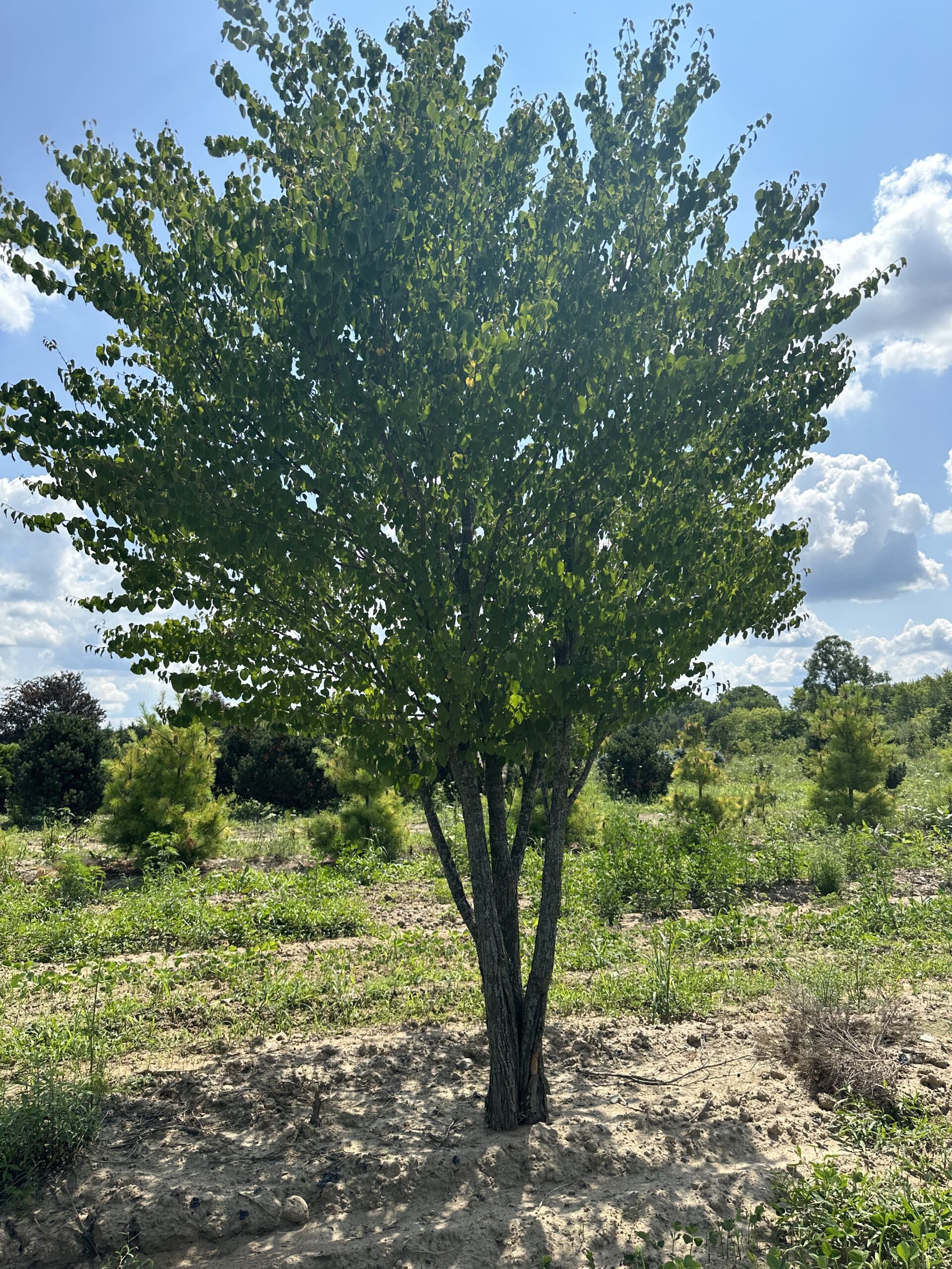 Multi Stem Katsura Green Acres Tree Farm Green Acres Tree Farm