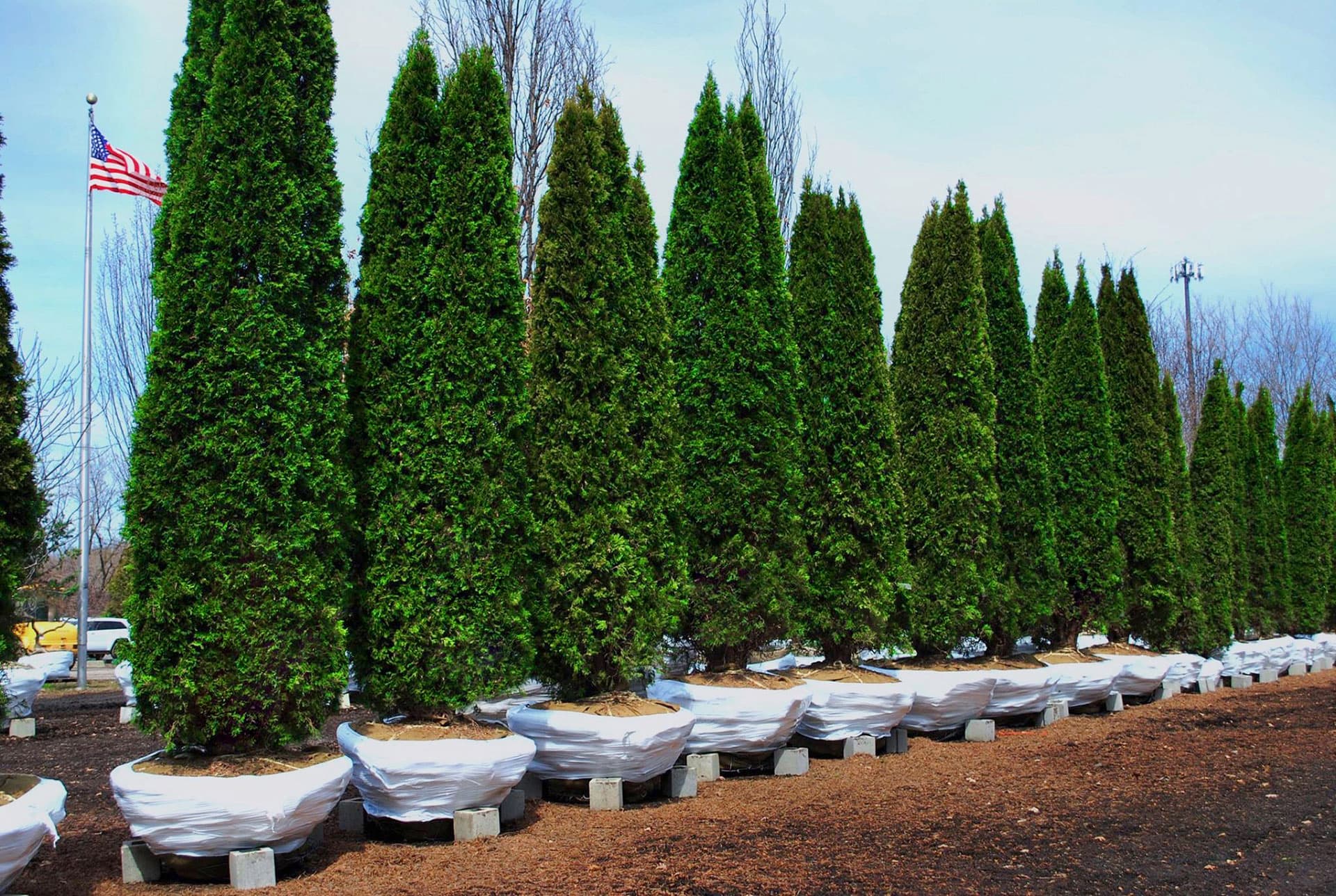 Green Acres Tree Farm