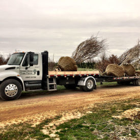Mixed Load of Deciduous Material Headed to Pontiac Nursery