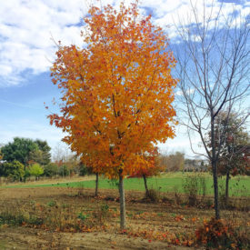 Acer saccharum