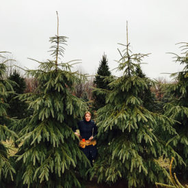 Picea engelmanni