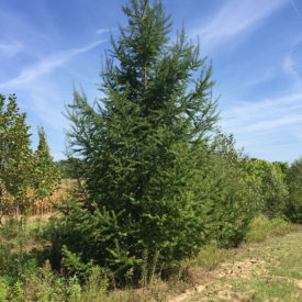 Taxodium