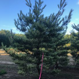 Pinus densiflora