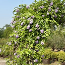 Arch form purple flowering wisteria