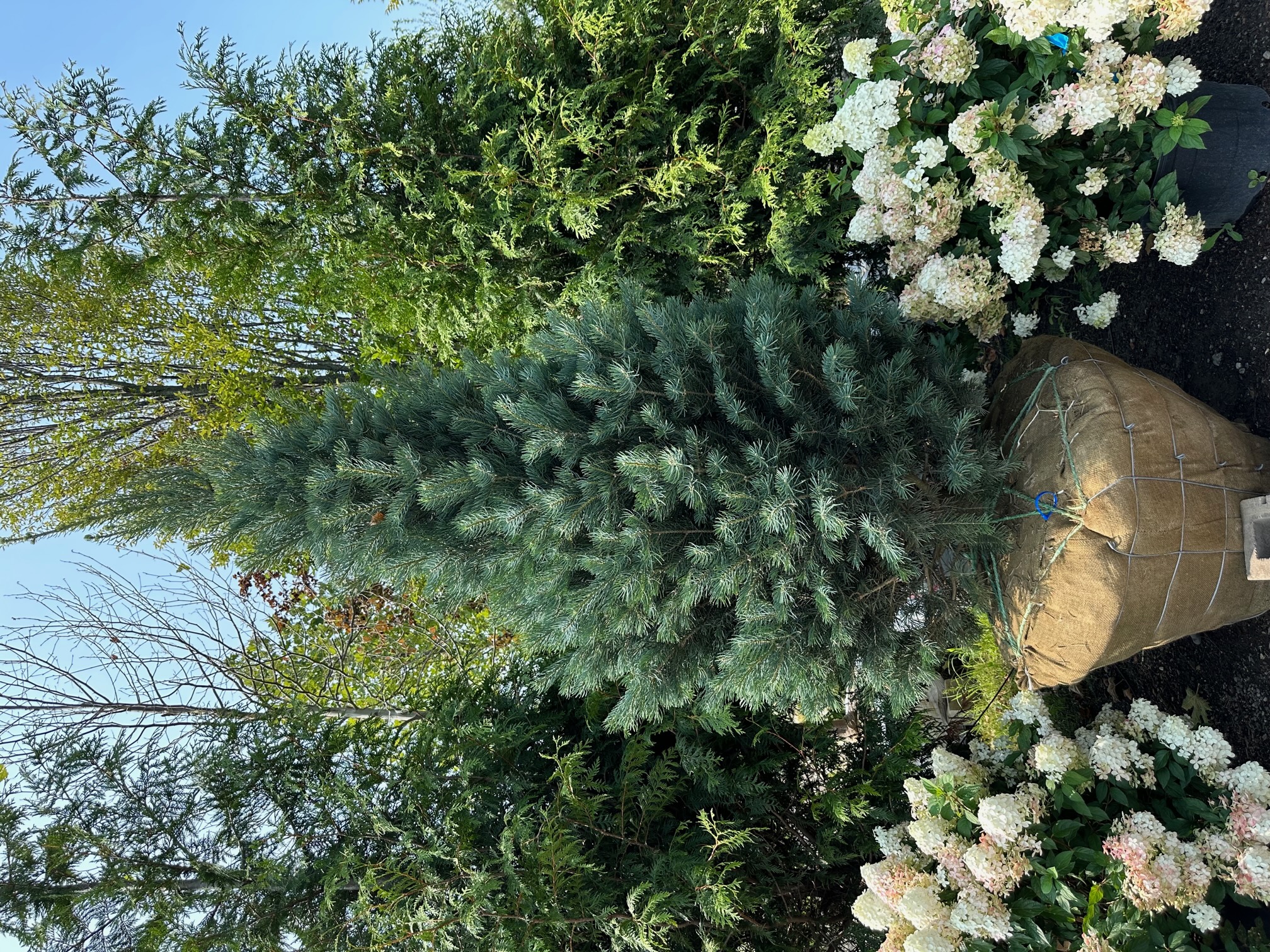 9' Abies concolor - Green Acres Tree Farm : Green Acres Tree Farm