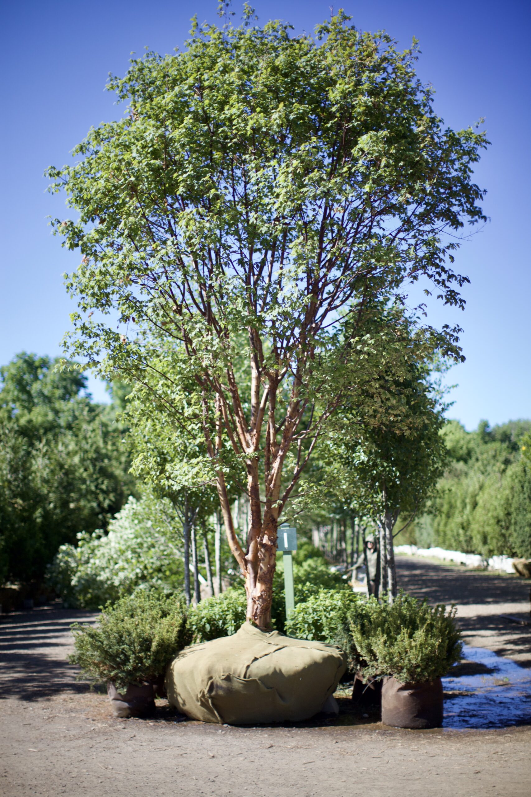 Acer griseum - Green Acres Tree Farm : Green Acres Tree Farm