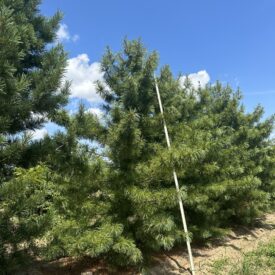 Pinus koreana