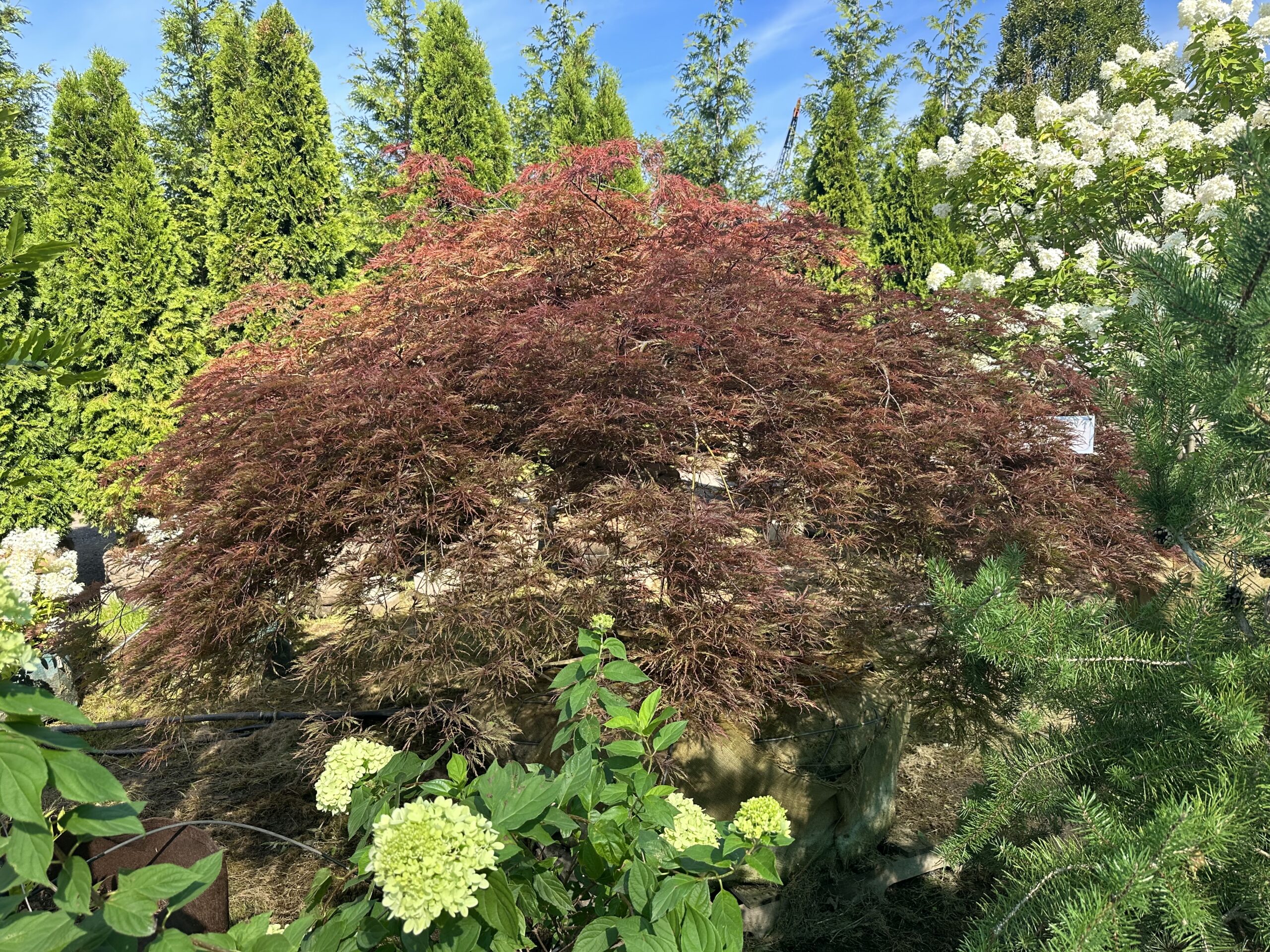Acer palmatum dissectum - Green Acres Tree Farm : Green Acres Tree Farm