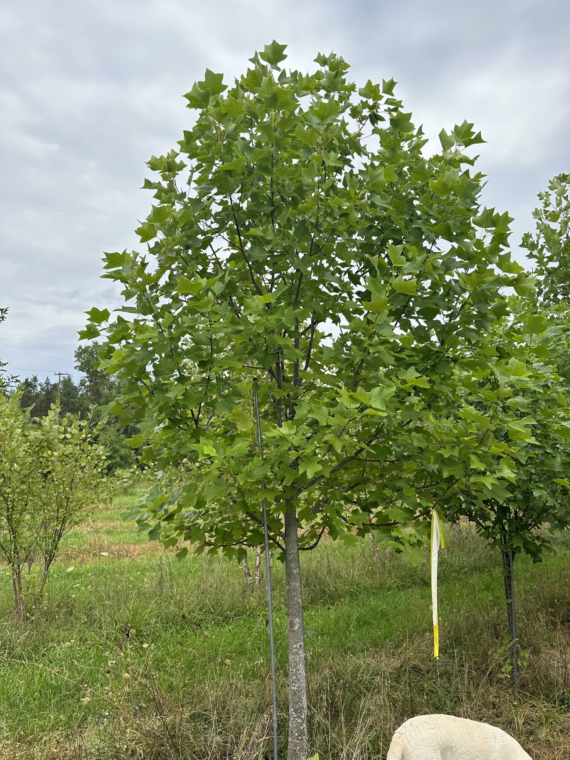 Liperodon Tree Lirodendron tulipifera - Green Acres Tree Farm : Green Acres Tree Farm