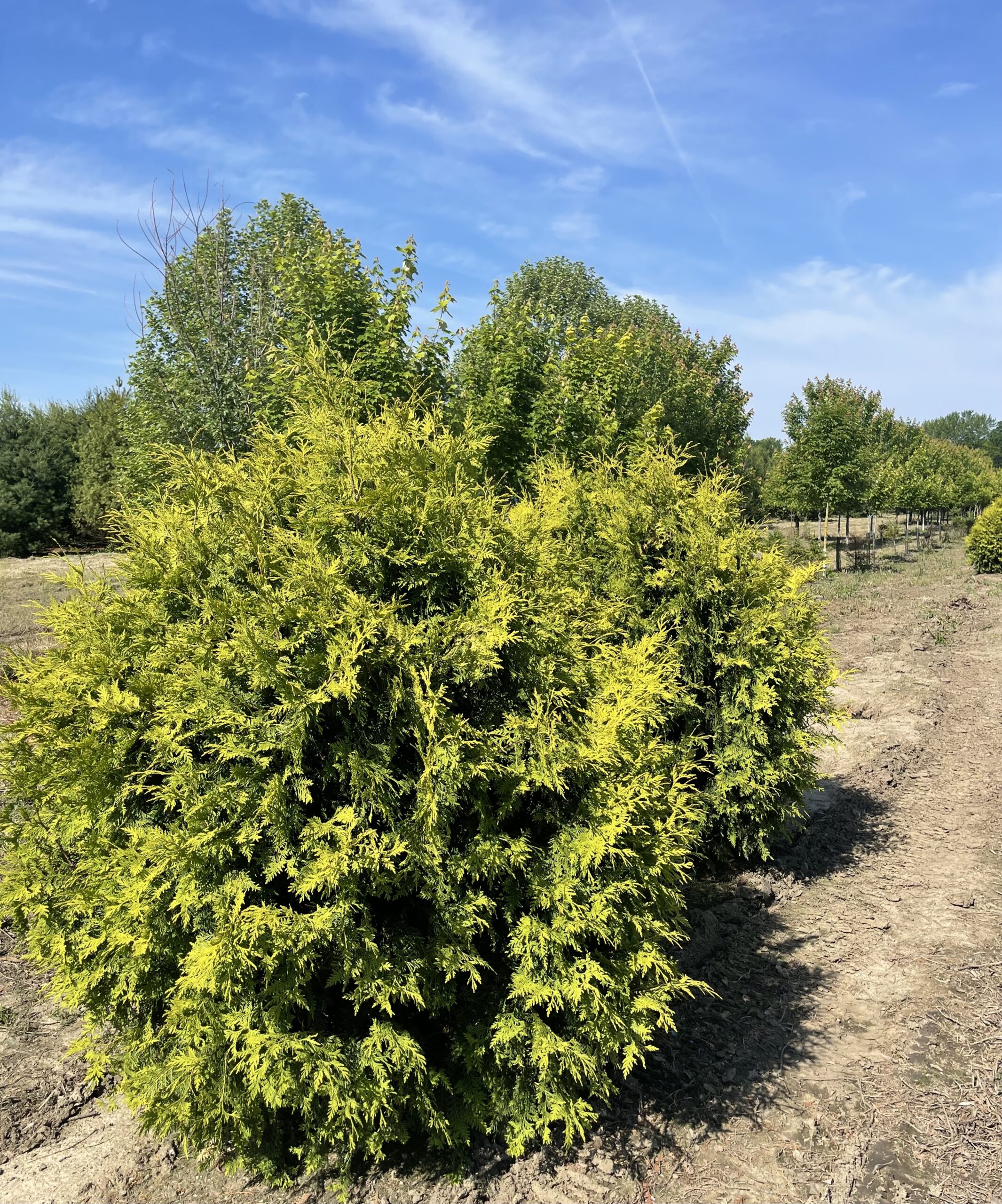 Thuja occidentalis - Green Acres Tree Farm : Green Acres Tree Farm