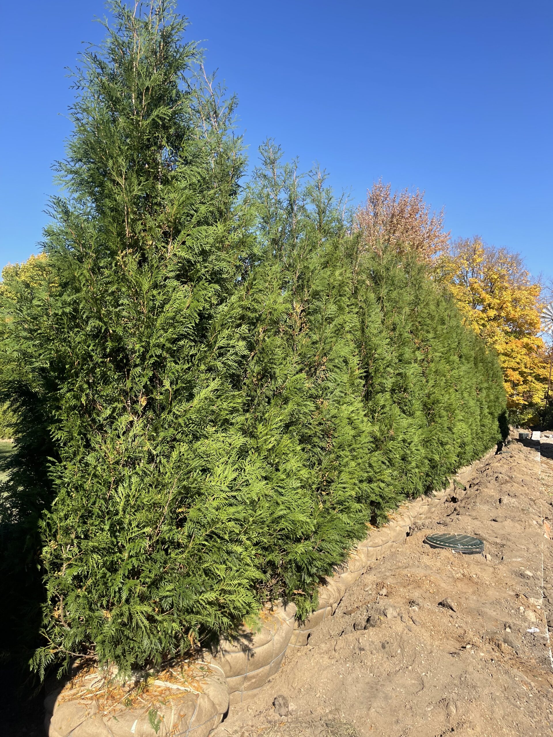 Custom Planting Project - Green Acres Tree Farm : Green Acres Tree Farm