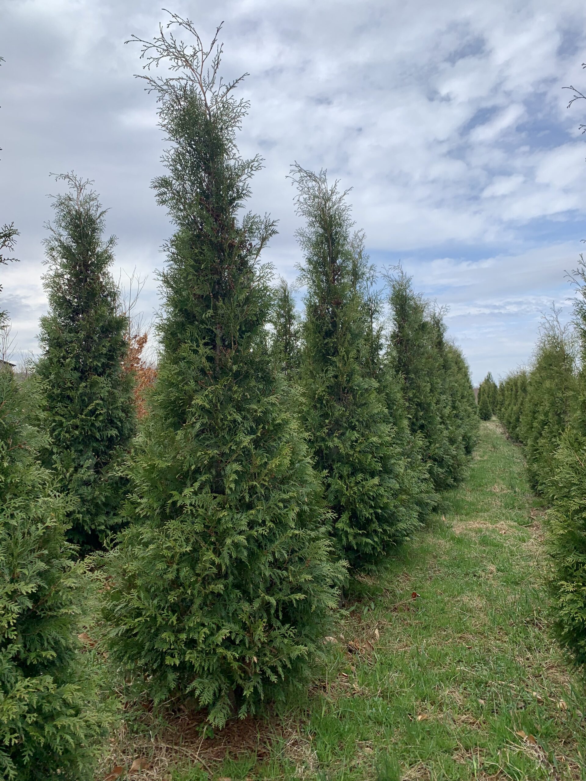 Thuja occidentalis - Green Acres Tree Farm : Green Acres Tree Farm
