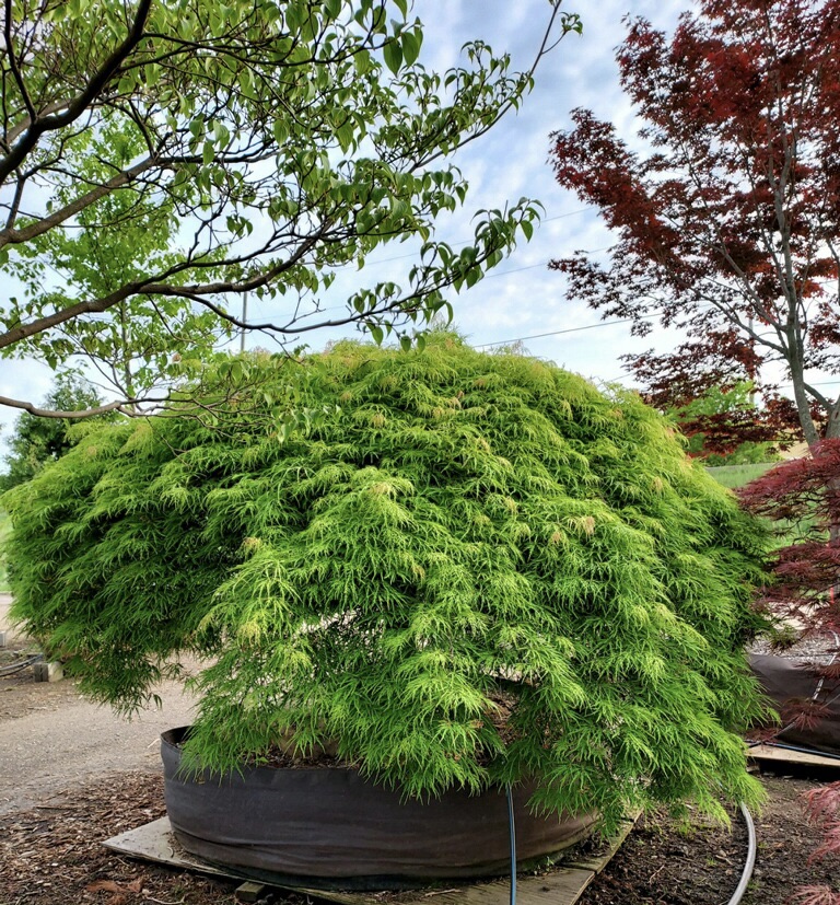 Acer palmatum dissectum - Green Acres Tree Farm : Green Acres Tree Farm